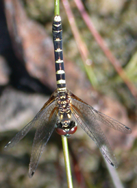 Elfin Skimmer
